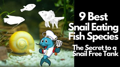 best snail eating fish|will oscars eat snails.